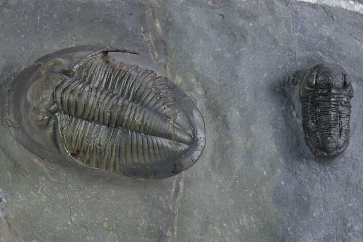 Rare Proetid (Cyberella) Trilobite With Gerastos #359170